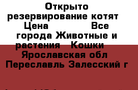 Открыто резервирование котят › Цена ­ 15 000 - Все города Животные и растения » Кошки   . Ярославская обл.,Переславль-Залесский г.